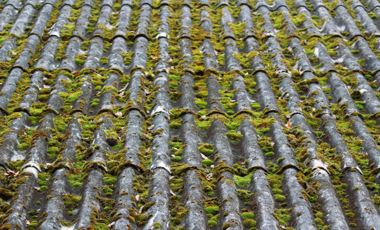 How to Remove Green Algae from House Siding Easily (No Effort Method)