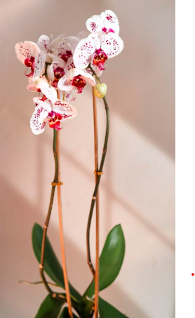 Orchid Care Tip: A Simple Ingredient to Support Healthy Blooms