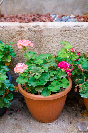 How to Care for Geraniums for More Flowers and Healthy Growth
