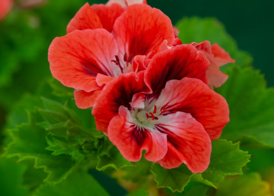 How to Help Geraniums Bloom More Often with Simple Care Tips