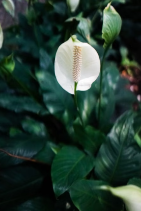 1 Cup of This Simple Ingredient Can Help Your Peace Lily Bloom