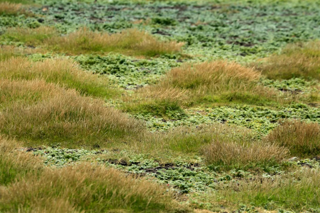 My Grandpa’s Simple Trick to Repair Dead Grass Patches Naturally