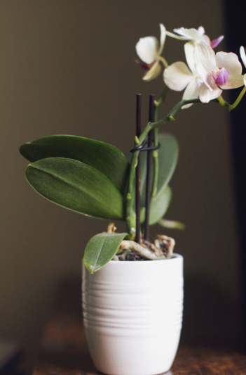The Simple Fertilizer Tip That Can Help Your Orchid Thrive